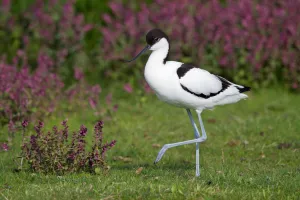 Pied Avocet (Recurvirostra avosetta) standing amidst flowers, The Netherlands