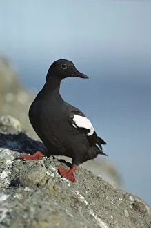 Black Prints: Pigeon Guillemot (Cepphus columba) standing on coastal rock, North America