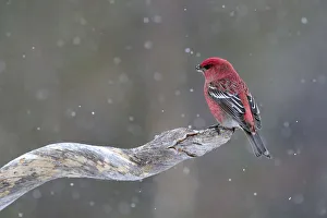 Finland Prints: Pine Grosbeak (Pinicola enucleator) male perched on branch in the snow, Finland