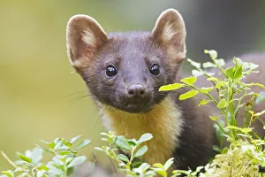 Close Up Prints: Pine Marten (Martes martes) portrait, Norway