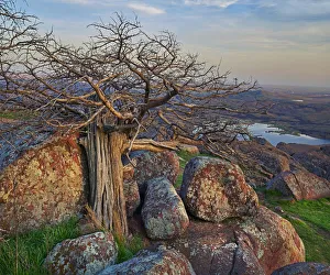 Pine (Pinus sp) tree, Mount Scott, Wichita Mountains National Wildlife Refuge, Oklahoma Pine (Pinus sp) tree, Mount Scott, Wichita Mountains National Wildlife Refuge, Oklahoma