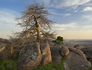 Pine (Pinus sp) tree, Mount Scott, Wichita Mountains National Wildlife Refuge, Oklahoma