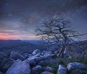 Pine (Pinus sp) tree at night, Mount Scott, Wichita Mountains National Wildlife Refuge Pine (Pinus sp) tree at night, Mount Scott, Wichita Mountains National Wildlife Refuge