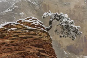 Pine (Pinus sp) tree on sandstone, Zion National Park, Utah