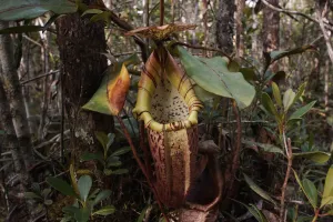 Carnivorous Prints: Pitcher Plant (Nepenthes sp) pitcher, Malaysia