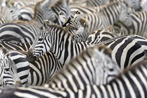 Plains Zebra (Equus burchellii) portrait in herd, Serengeti national park, Tanzania Plains Zebra (Equus burchellii) portrait in herd, Serengeti national park, Tanzania