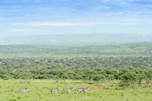 Plains zebra (Equus burchellii) walking in landscape, Akagera National Park, Rwanda, Akagera National Park, Rwanda Plains zebra (Equus burchellii) walking in landscape, Akagera National Park, Rwanda, Akagera National Park, Rwanda