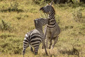 Plains Zebra (Equus quagga) adult males fighting, Rift Valley, Kenya Plains Zebra (Equus quagga) adult males fighting, Rift Valley, Kenya