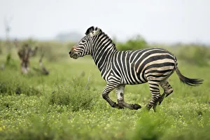Plains Zebra (Equus quagga) adult running, Kruger National Park, Limpopo, South Africa Plains Zebra (Equus quagga) adult running, Kruger National Park, Limpopo, South Africa