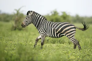Plains Zebra (Equus quagga) adult running, Kruger National Park, Limpopo, South Africa