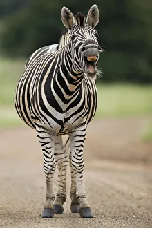Plains Zebra (Equus quagga) adult yawning, Kruger National Park, Mpumalanga, South Africa Plains Zebra (Equus quagga) adult yawning, Kruger National Park, Mpumalanga, South Africa