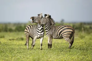 Plains Zebra (Equus quagga) two adults interacting, Kruger National Park, Limpopo Plains Zebra (Equus quagga) two adults interacting, Kruger National Park, Limpopo