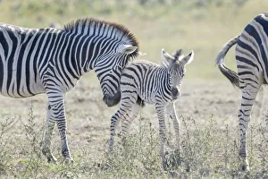 Plains Zebra (Equus quagga) foal being pushed to mother, Kruger National Park Plains Zebra (Equus quagga) foal being pushed to mother, Kruger National Park