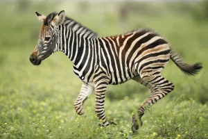 Plains Zebra (Equus quagga) foal running, Kruger National Park, Limpopo, South Africa Plains Zebra (Equus quagga) foal running, Kruger National Park, Limpopo, South Africa
