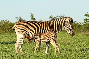 Plains Zebra (Equus quagga), a foal suckling from its mother, South Africa, Limpopo Plains Zebra (Equus quagga), a foal suckling from its mother, South Africa, Limpopo