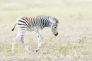 Plains zebra (Equus quagga) foal walking on savanna, Kruger National Park, South Africa Plains zebra (Equus quagga) foal walking on savanna, Kruger National Park, South Africa