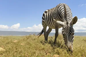 Close Prints: Plains Zebra (Equus quagga) grazing on the plain in the Ngorongor crate, Tanzania