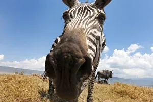 Close Up Prints: Plains Zebra (Equus quagga) grazing on the plain in the Ngorongor crater