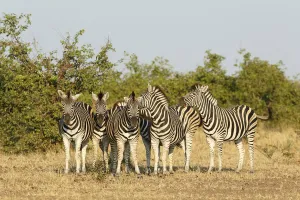 Plains Zebra (Equus quagga) group of six animals, South Africa, Limpopo Plains Zebra (Equus quagga) group of six animals, South Africa, Limpopo