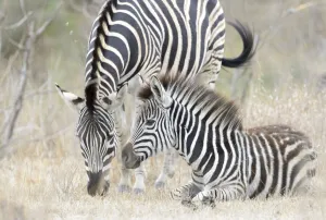 Plains Zebra (Equus quagga) juvenile and mother, Kruger national park, South Africa Plains Zebra (Equus quagga) juvenile and mother, Kruger national park, South Africa