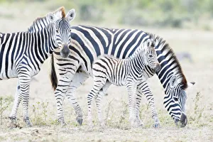 Plains Zebra (Equus quagga) mother and foal on savanna, Kruger national park Plains Zebra (Equus quagga) mother and foal on savanna, Kruger national park