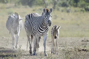 Plains Zebra (Equus quagga) mother and foal walking on savanna, Kruger National Park