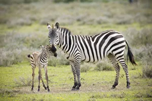 Mother Prints: Plains Zebra (Equus quagga) with new born calf, Tanzania, Serengeti National Park