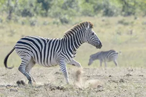 Plains Zebra (Equus quagga) running on savanna, Kruger National Park, South Africa Plains Zebra (Equus quagga) running on savanna, Kruger National Park, South Africa