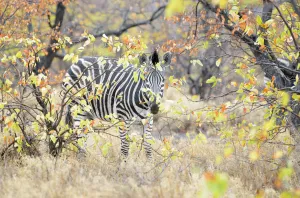 September Prints: Plains Zebra (Equus quagga) walking trough foliage, Kruger National Park, South Africa