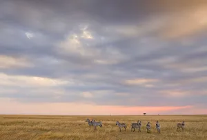Plains Zebras (Equus quagga) on alert, standing in open savannah, Kenya Plains Zebras (Equus quagga) on alert, standing in open savannah, Kenya