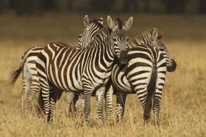 Plains Zebras (Equus quagga) standing close to each other in field, Kenya, Aytong Plains Zebras (Equus quagga) standing close to each other in field, Kenya, Aytong