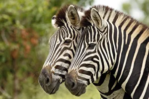 Two PlainsZebras (Equus quagga), Kruger National Park, Mpumalanga, South Africa Two PlainsZebras (Equus quagga), Kruger National Park, Mpumalanga, South Africa