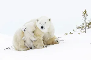 Polar bear mother (Ursus maritimus) getting up on tundra, with two new born cubs playing Polar bear mother (Ursus maritimus) getting up on tundra, with two new born cubs playing