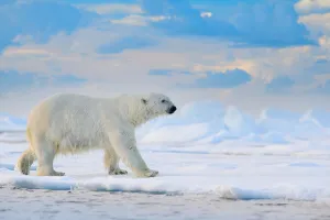 Cold Prints: Polar Bear (Ursus maritimus) adult on snowy drift ice, Canada