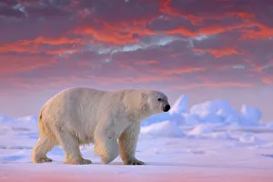 Polar Bear (Ursus maritimus) adult on snowy drift ice in sunset, Canada