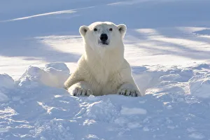 Tundra Prints: Polar bear (Ursus maritimus) with backlight looking out freshly opened den, Canada