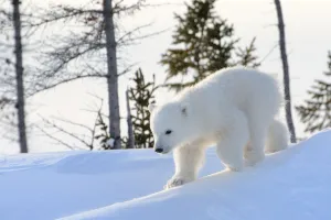 Tundra Prints: Polar bear (Ursus maritimus) cub coming out den and playing around, Canada, Manitoba
