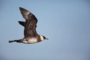 Pomarine Skua flying on the tundra, North Slope, Point Barrow, Alaska, United States Pomarine Skua flying on the tundra, North Slope, Point Barrow, Alaska, United States
