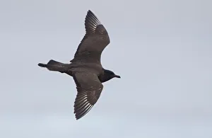 Pomarine Skua flying on the tundra, North Slope, Point Barrow, Alaska, United States Pomarine Skua flying on the tundra, North Slope, Point Barrow, Alaska, United States