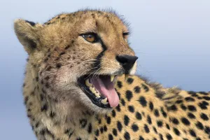 Portrait of an adult Cheetah (Acinonyx jubatus), South Africa, Limpopo Portrait of an adult Cheetah (Acinonyx jubatus), South Africa, Limpopo