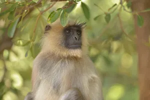 Portrait of an adult Grey Langur (Semnopithecus hector), Nagzira National Park, Maharashtra, India Portrait of an adult Grey Langur (Semnopithecus hector), Nagzira National Park, Maharashtra, India