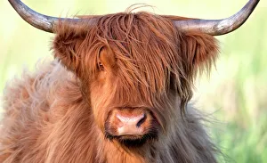 Portrait of a Highland Cow (Bos Taurus) Adult looking at camera, Oder, Stepnica, Poland Portrait of a Highland Cow (Bos Taurus) Adult looking at camera, Oder, Stepnica, Poland