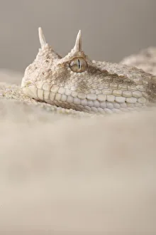 Portrait of a Horned Viper (Cerastes cerastes)