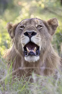 Portrait of a juvenile male Lion (Panthera Leo) in the grass, South Africa, Limpopo Portrait of a juvenile male Lion (Panthera Leo) in the grass, South Africa, Limpopo