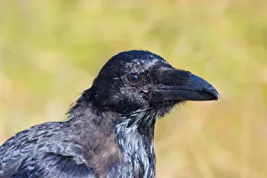 Portrait of a juvenile Raven (Corvus corax), Reynisfjara, Vik, Sudhurland, Iceland Portrait of a juvenile Raven (Corvus corax), Reynisfjara, Vik, Sudhurland, Iceland