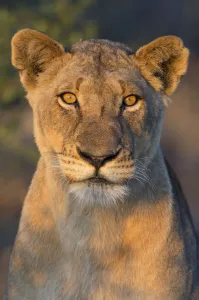 Portrait of a lion (Panthera leo) female, South Africa, Limpopo, Kruger National Park