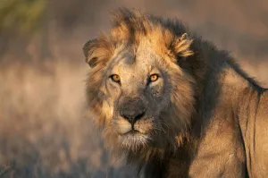 Portrait of a Lion (Panthera leo) staring in the lens, South-Africa, Limpopo Portrait of a Lion (Panthera leo) staring in the lens, South-Africa, Limpopo