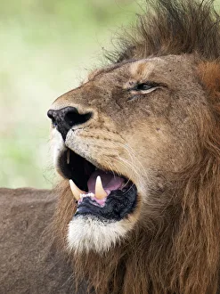 Portrait of a male Lion (Panthera leo), South Africa, Limpopo, Kruger National Park