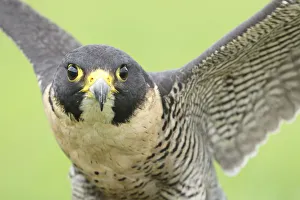 Noord Brabant Prints: Portrait of a Peregrine Falcon (Falco peregrinus), Noord-Brabant, The Netherlands