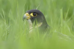 Portrait of a Peregrine Falcon (Falco peregrinus), Noord-Brabant, The Netherlands Portrait of a Peregrine Falcon (Falco peregrinus), Noord-Brabant, The Netherlands